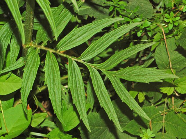 Valeriana officinalis